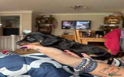 Miniature Dachshund dogs for sale: Long Awaited Wire Haired Miniature Dachshunds - Image 2
