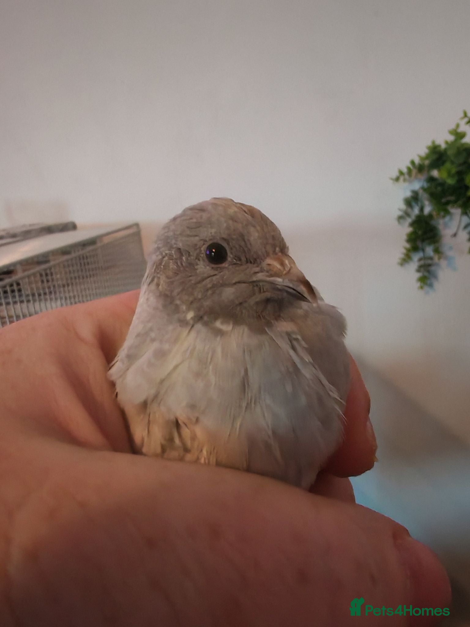 Quail poultry BUTTON Quails - Advert 20