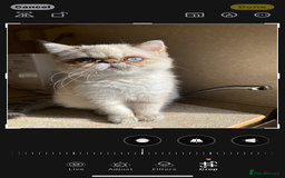 Exotic cats for sale: Outstanding Exotic Persian  - Image 2