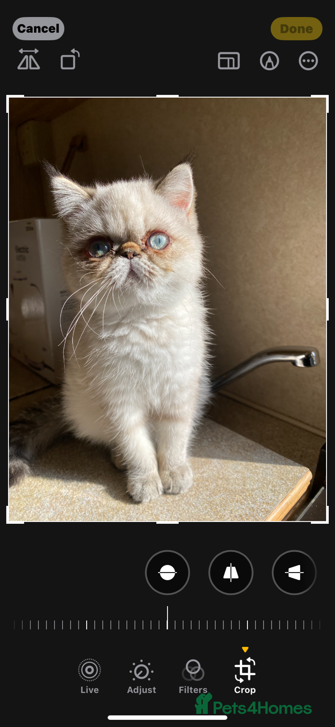 Exotic cats for sale: Outstanding Exotic Persian  - Image 2