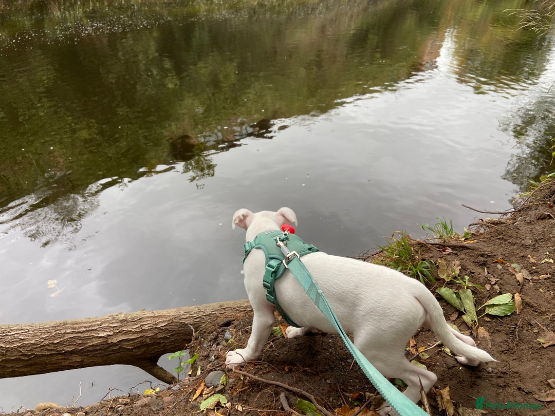 Mixed Breed dogs for sale: Lottie - Image 6