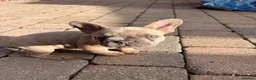 French Bulldog dogs for sale: Beautiful Girl French Bulldogs  - Advert 6