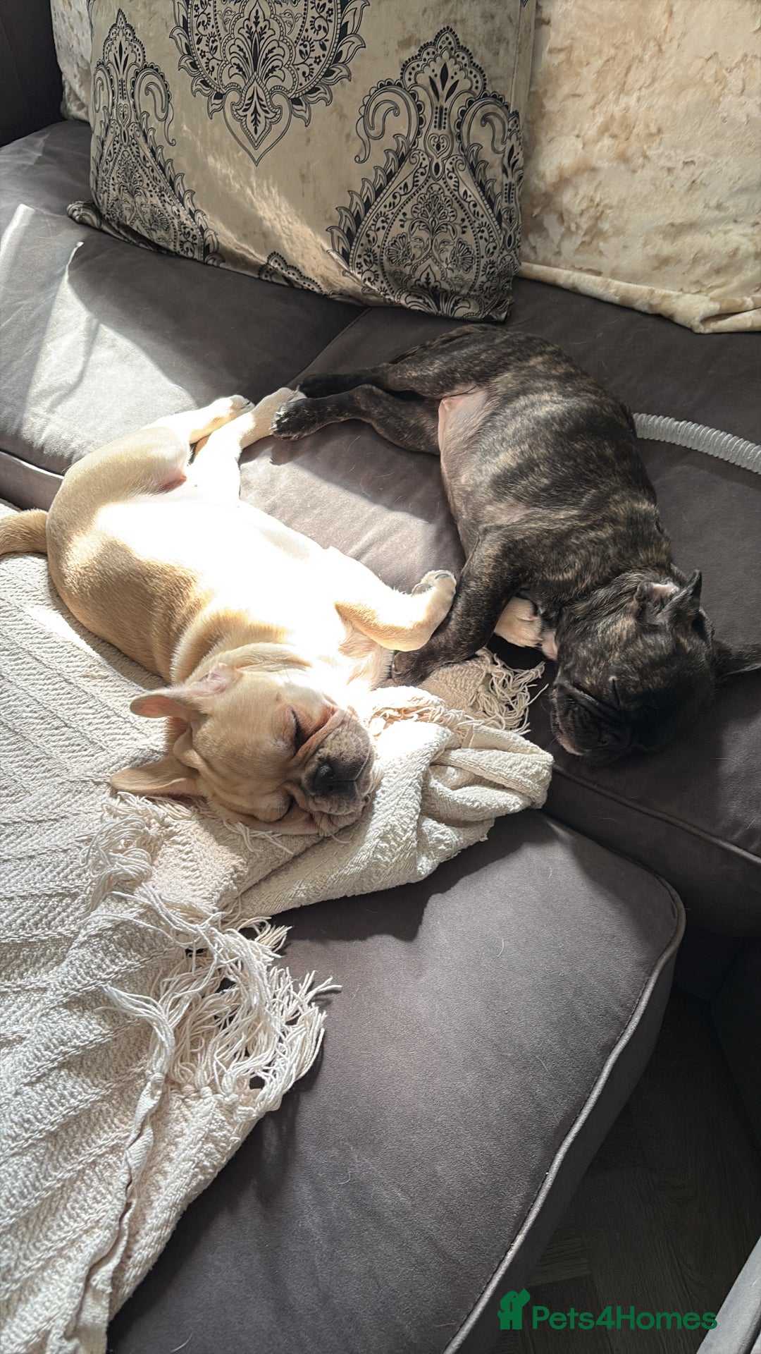 Frug dogs for sale: Girl frug ready to go to her forever home - Image 23