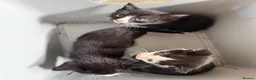 Mixed Breed cats for sale: Kittens ready for their forever home  - Advert 2