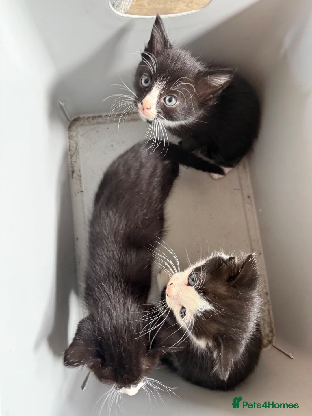 Mixed Breed cats for sale: Kittens ready for their forever home  - Advert 2