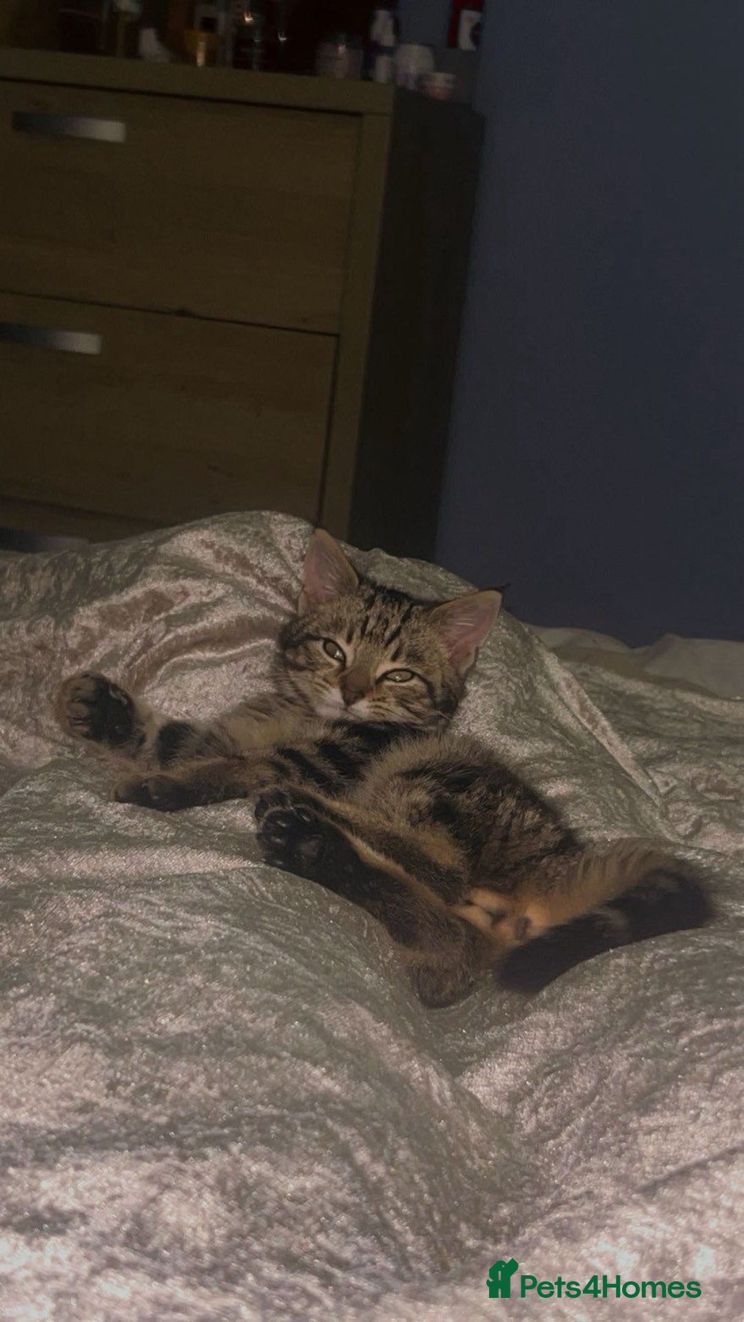 Mixed Breed cats for sale: Adorable Female kitten Siamese x - Advert 2