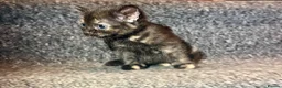Mixed Breed cats for sale: 5 Mixed Coloured Kittens Available! - Advert 31