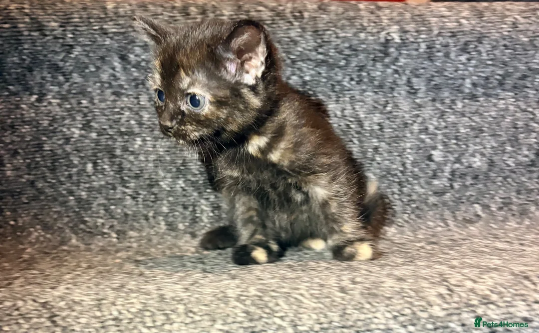 Mixed Breed cats for sale: 5 Mixed Coloured Kittens Available! - Advert 31