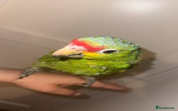 Parrots birds for sale: Beautiful red lored Amazon - Image 3