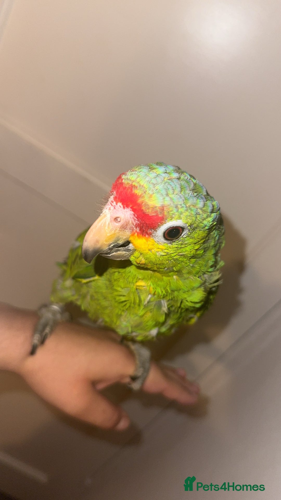 Parrots birds for sale: Beautiful red lored Amazon - Image 3