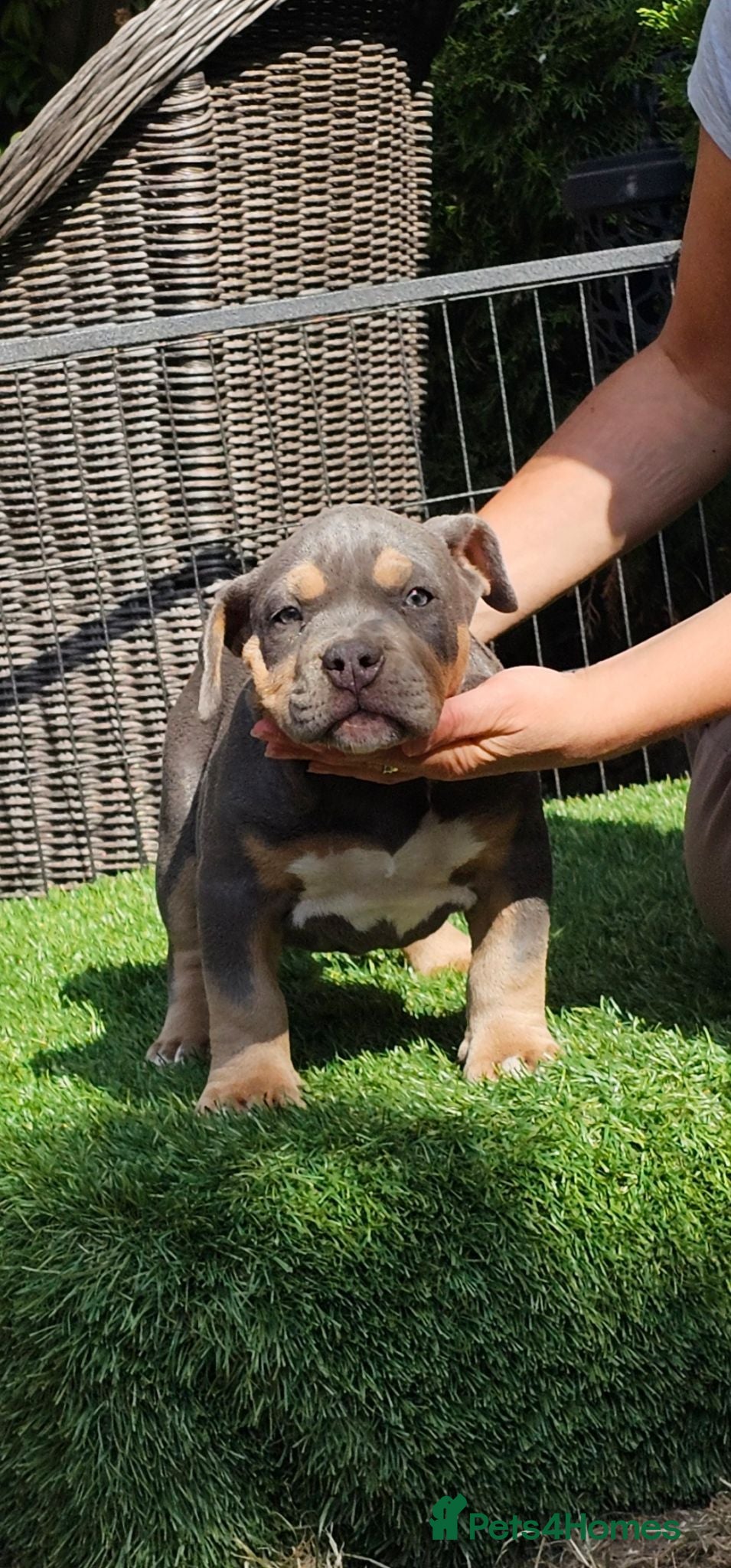 American Bully dogs Cowboyline pocket bullies (9 weeks old) - Advert 2