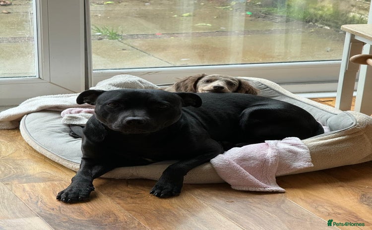 Staffordshire Bull Terrier dogs - Advert 2