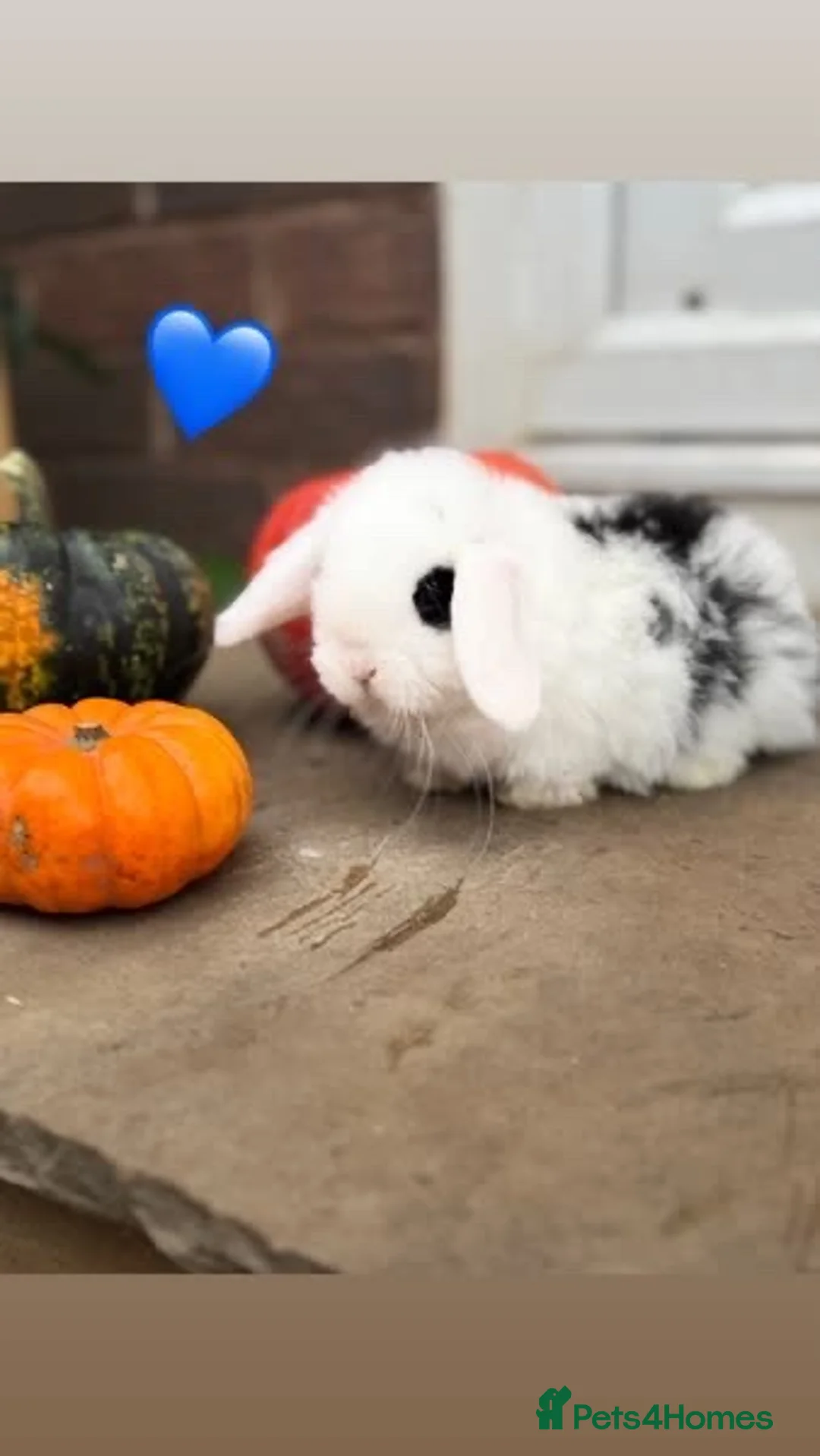 Mini Lop rabbits for sale: Beautiful mini lop babies  - Advert 2