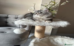 British Shorthair cats for sale: SILVER TABBIES - Registered & Full Pedigree - Image 7
