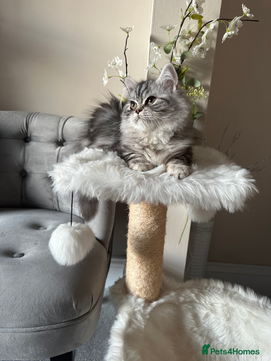 British Shorthair cats for sale: SILVER TABBIES - Registered & Full Pedigree - Image 7