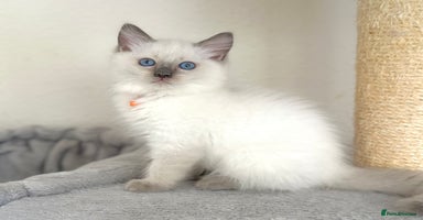 Ragdoll cats - Advert 3
