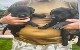 Labrador Retriever dogs for sale: KC registered Black Lab pups - Image 8