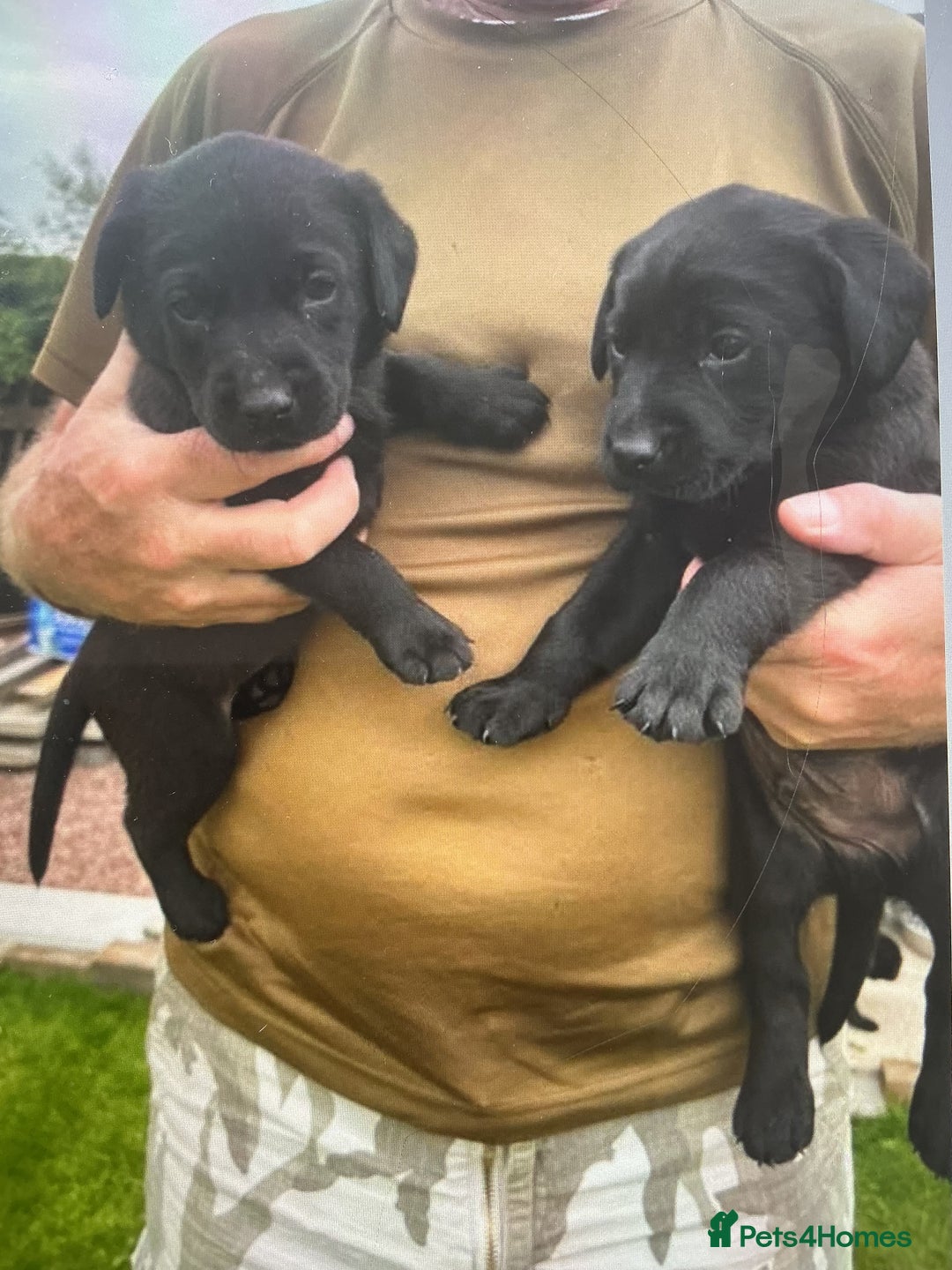 Labrador Retriever dogs for sale: KC registered Black Lab pups - Image 8