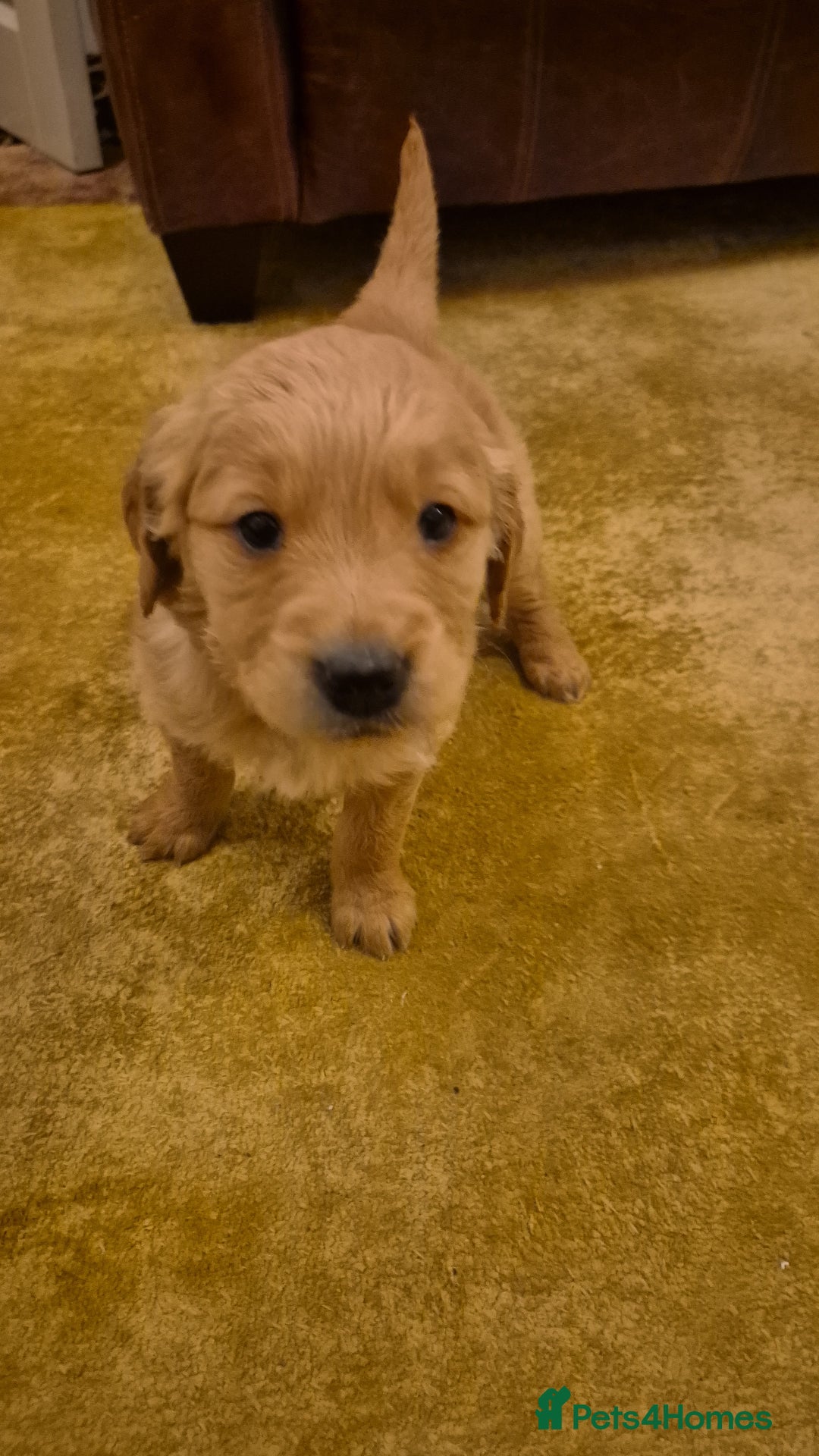 Golden Retriever dogs for sale: KC registered dark red golden retrievers - Advert 18