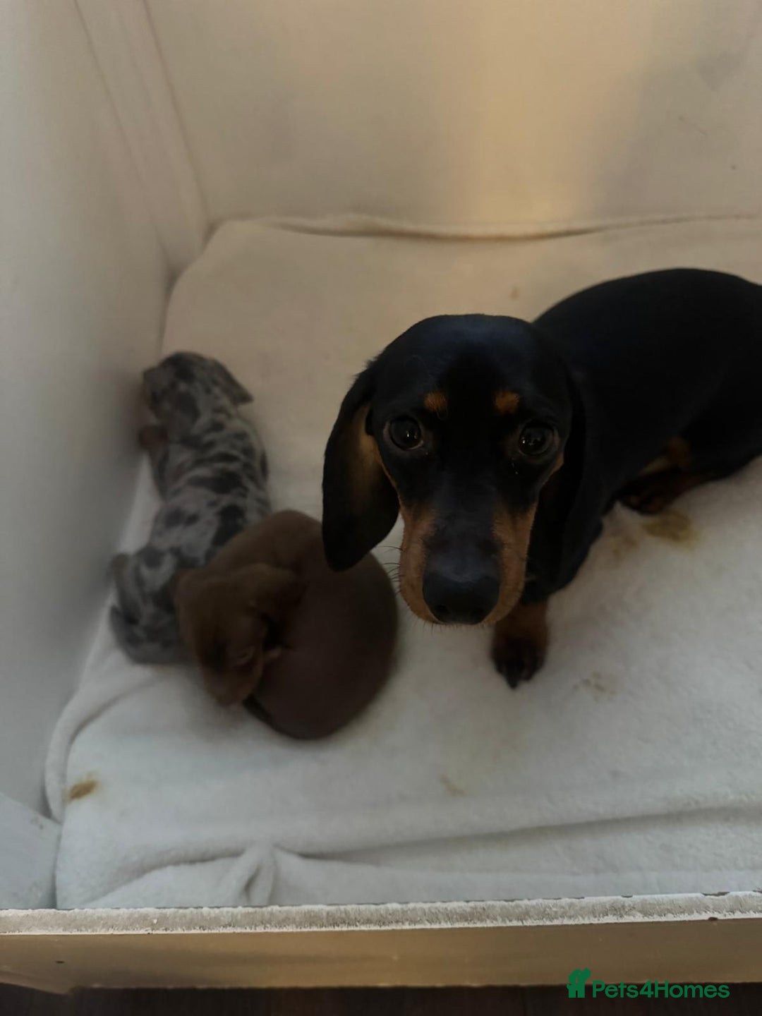Dachshund dogs for sale: Dachshund Puppies  - Advert 8