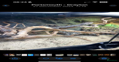 Dragon reptiles - Advert 9