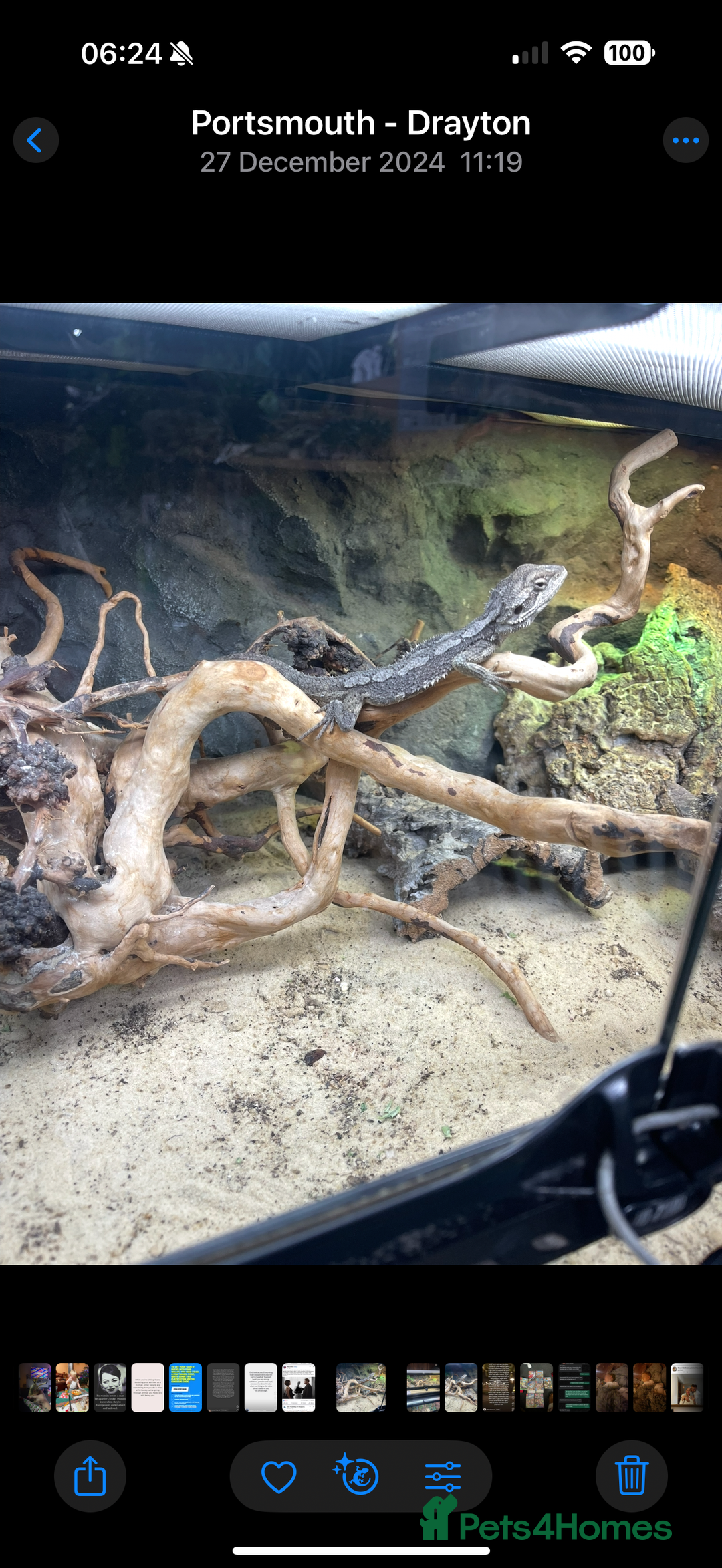 Dragon reptiles for sale: Mini Bearded Dragon Pogona Minor - Image 3