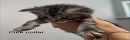 Maine Coon cats for sale: TICA & Council licensed Maine Coon kittens  - Advert 9