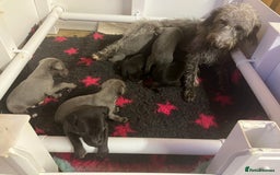 Whippet dogs for sale: Bedlington/Whippet Puppies - Advert 6