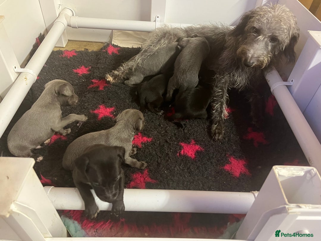 Whippet dogs for sale: Bedlington/Whippet Puppies - Advert 6