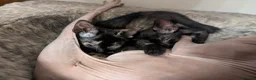 Mixed Breed cats for sale: Sphinx mother black and tortoise colour kittens in Ilford - Advert 3