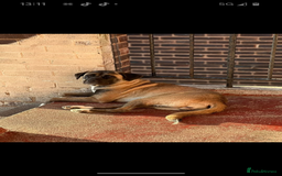 Mixed Breed dogs for sale: Cane corso/akita - Image 6