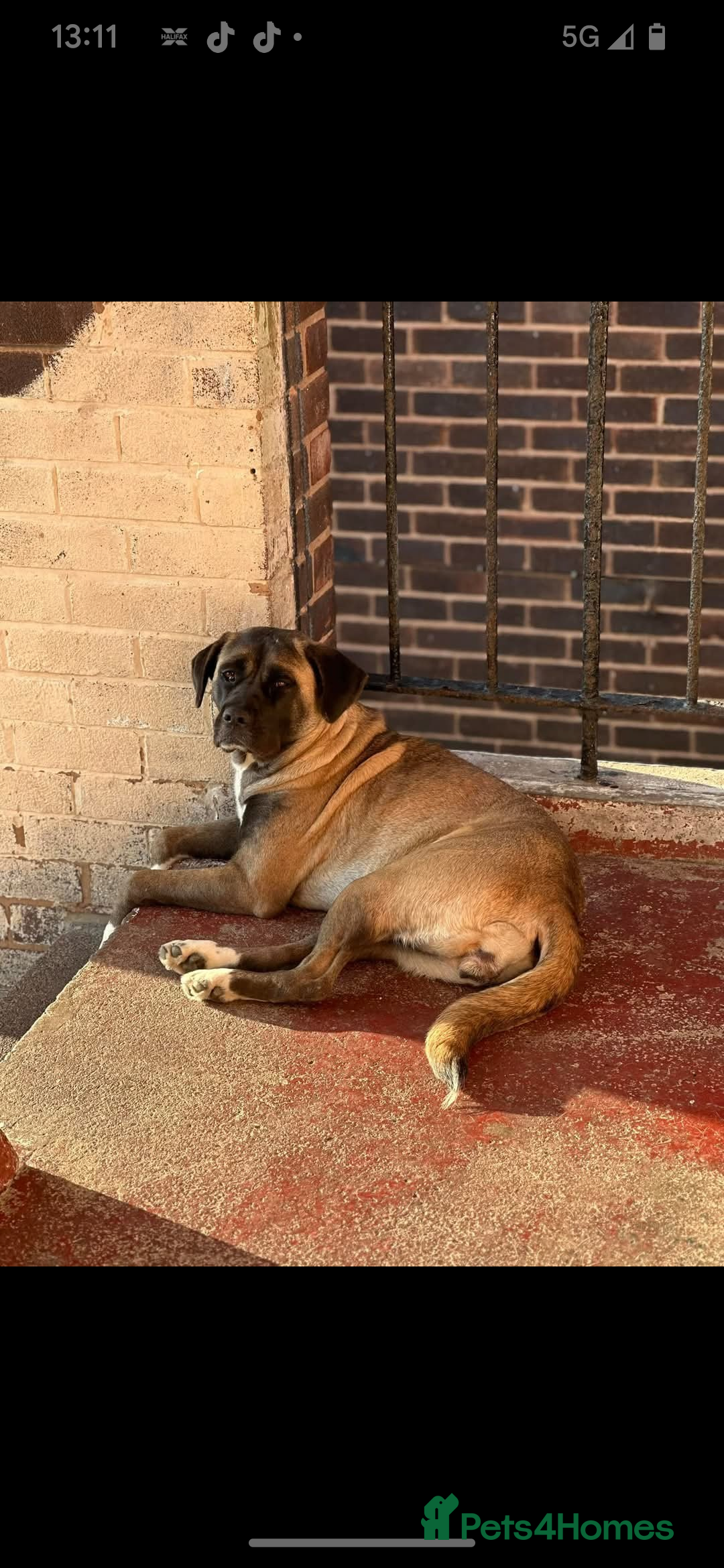 Mixed Breed dogs for sale: Cane corso/akita - Image 6
