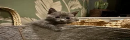 Mixed Breed cats for sale: Black and Blue/ Grey Domestic Short Hair Kittens in Harlow - Advert 7