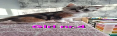 Mixed Breed Kitten 8