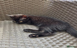 Mixed Breed cats for sale: 3 beautiful kittens  - Image 9
