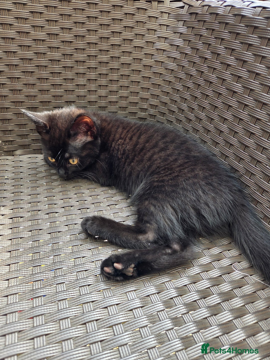 Mixed Breed cats for sale: 3 beautiful kittens  - Image 9