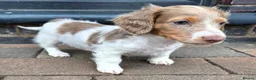 Miniature Dachshund dogs for sale: Isabella and Tan Piebald Long Hair Female - Advert 9