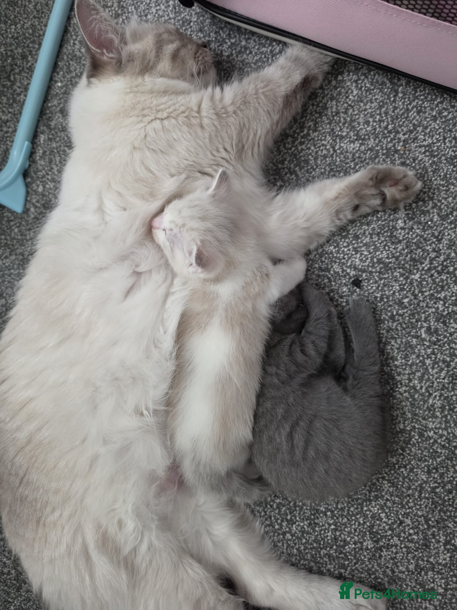 Mixed Breed cats Two Kittens Ragdoll Cross - Advert 13