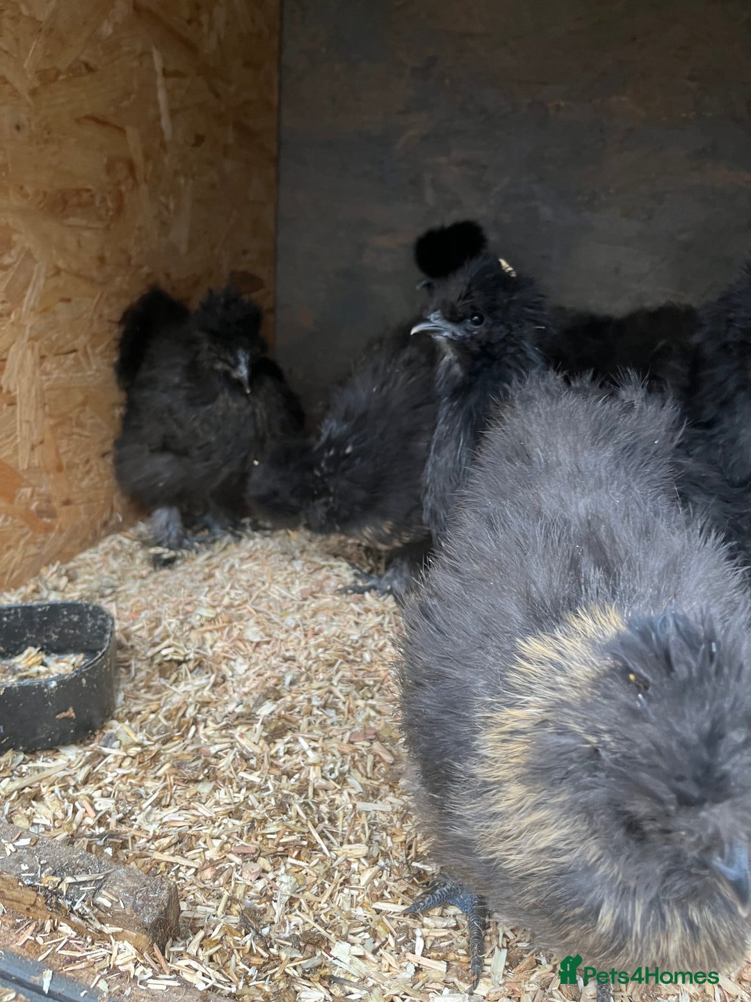 Mixed Breed poultry for sale: Indian runner ducklings and Silkies  - Advert 12
