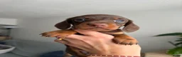 Miniature Dachshund dogs for sale:     Adorable Miniature Dachshund puppies  in London - Advert 6