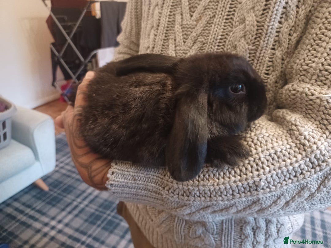 Mini Lion Lop rabbits for sale: Mini lop X mini lion head  - Image 3
