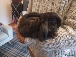 Mini Lion Lop rabbits - Advert 6