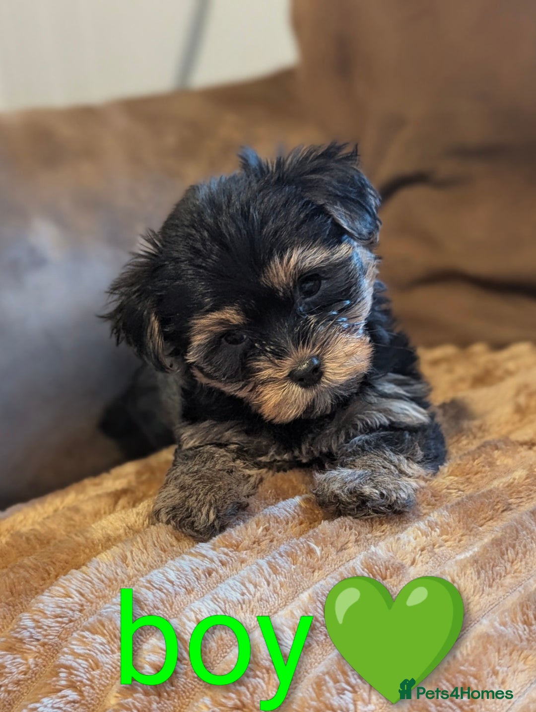 Yorkshire Terrier dogs for sale: Adorable Yorkshire terrier puppy available  - Advert 38