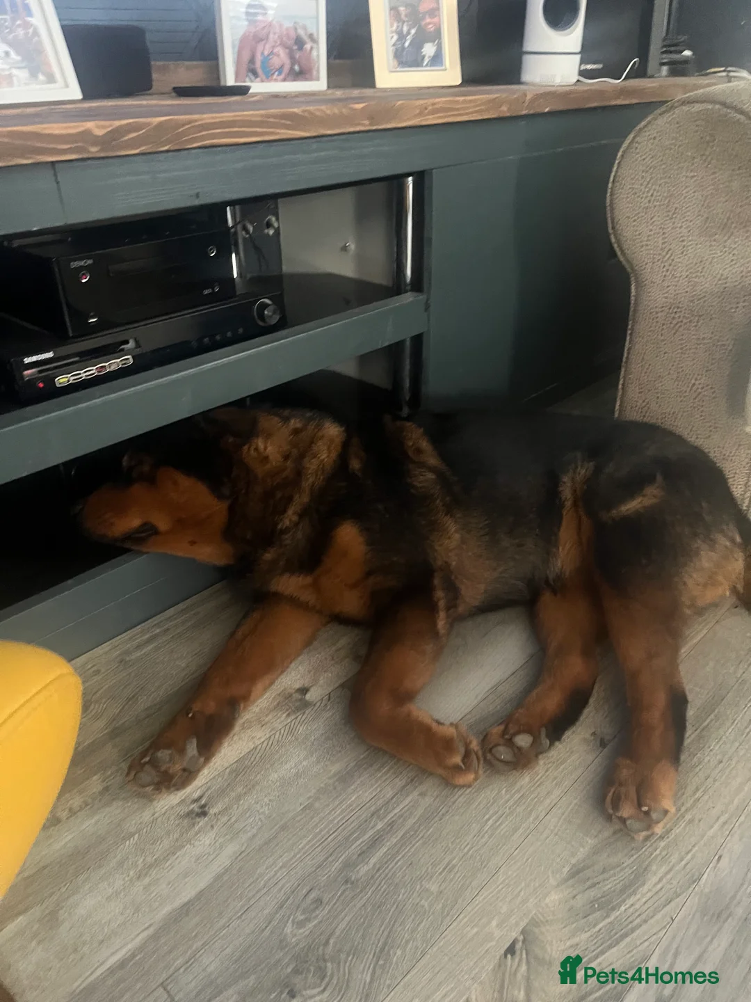 Mixed Breed dogs for sale: Beautiful bear bear - Advert 4