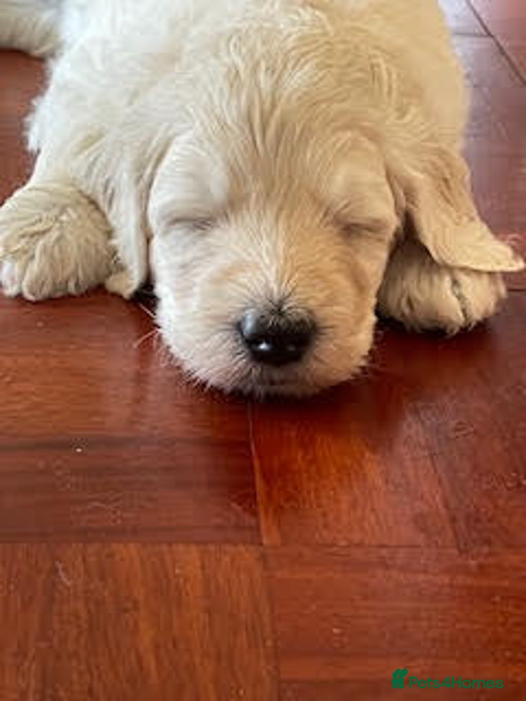 Labradoodle dogs for sale: Lily's Mini's - Multigen Mini Labradoodle Puppies - Image 10