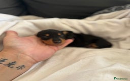 Dachshund dogs for sale: Litter of standard Dachshund  - Image 22