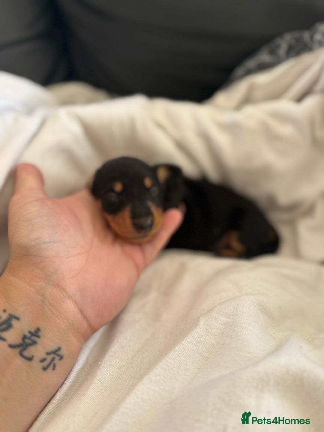 Dachshund dogs for sale: Litter of standard Dachshund  - Image 22