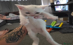 Turkish Angora cats for sale: Turkish angora kittens - Image 2