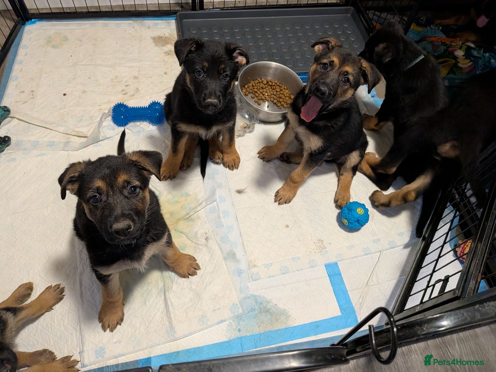 German Shepherd dogs Beautiful German Shepherd Pups - Advert 2