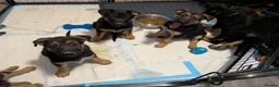 German Shepherd dogs for sale: **REDUCED**Beautiful German Shepherd Pups - Advert 2